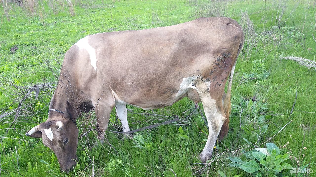 Где Купить Корову В Свердловской Области