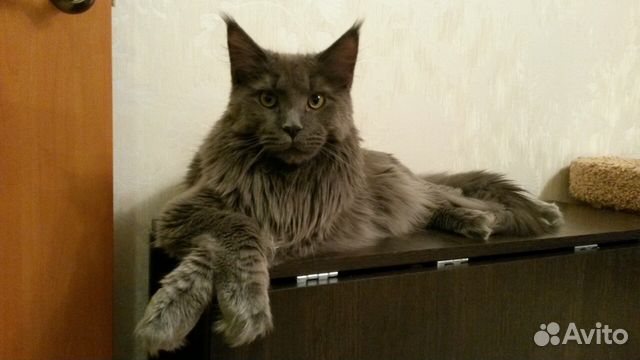 можно входить в храм в шортах