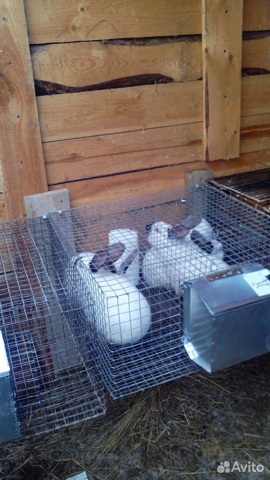 Кормушки бункерные для кроликов мясных пород купить на Зозу.ру - фотография № 3