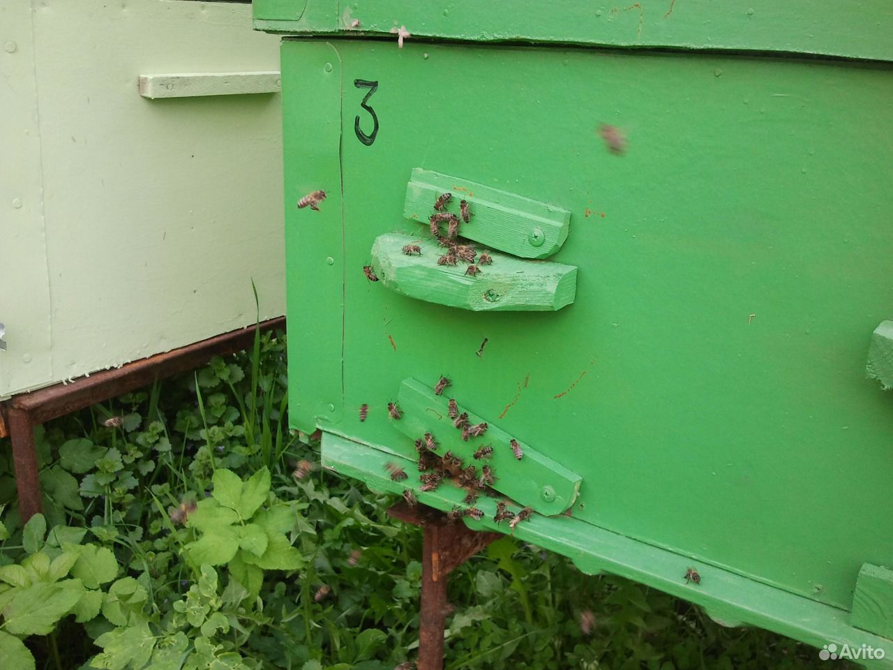 Продажа пчел купить на Зозу.ру - фотография № 4