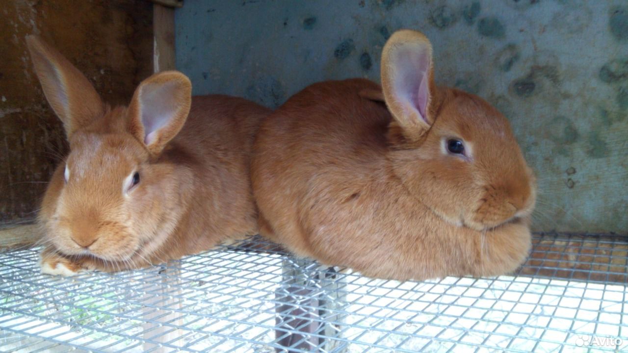 Кролики Новозеландская красная порода (нзк) купить на Зозу.ру - фотография № 2