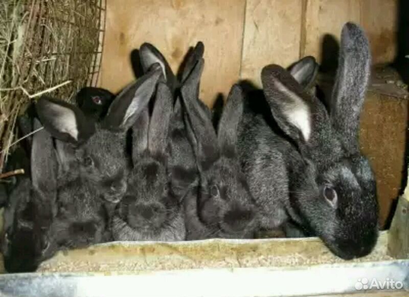 Купить кроликов воронежской. Черный кролик. Кролик черный с проседью. Много кролики черные. Много чёрных кроликов.