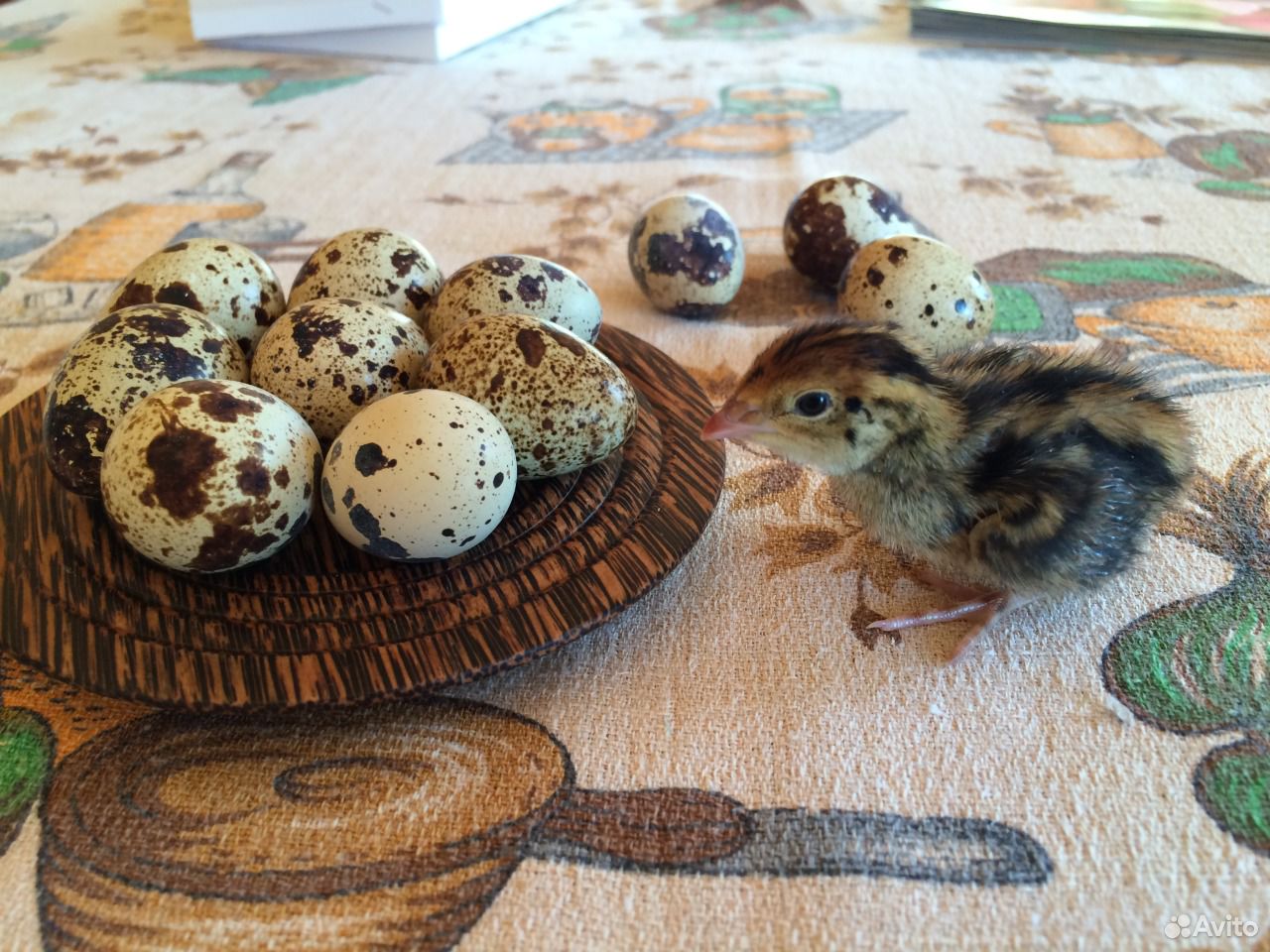 Домашнее яйцо куриное и перепелиное купить на Зозу.ру - фотография № 3