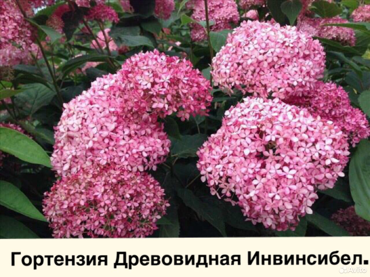 Саженцы и декоративные растения, качественный поса купить на Зозу.ру - фотография № 10
