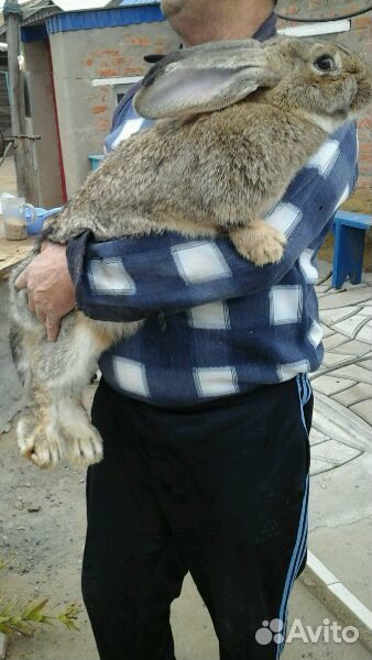Продаются 2мес.кролики породы Фландр купить на Зозу.ру - фотография № 6