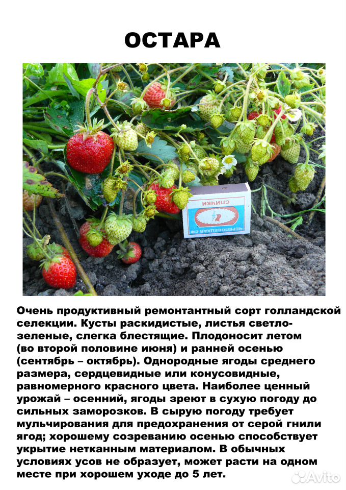 Саженцы садовой земляники (клубники) на август купить на Зозу.ру - фотография № 8