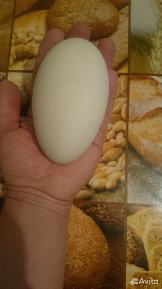 Гусинное инкубационные яйца купить на Зозу.ру - фотография № 1