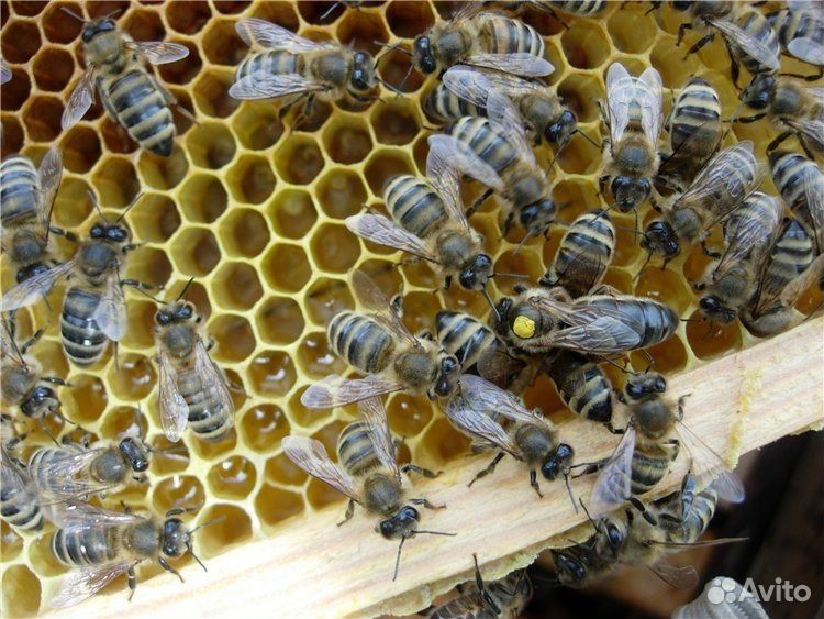 Пчелопакеты "Среднерусская пчела" купить на Зозу.ру - фотография № 1