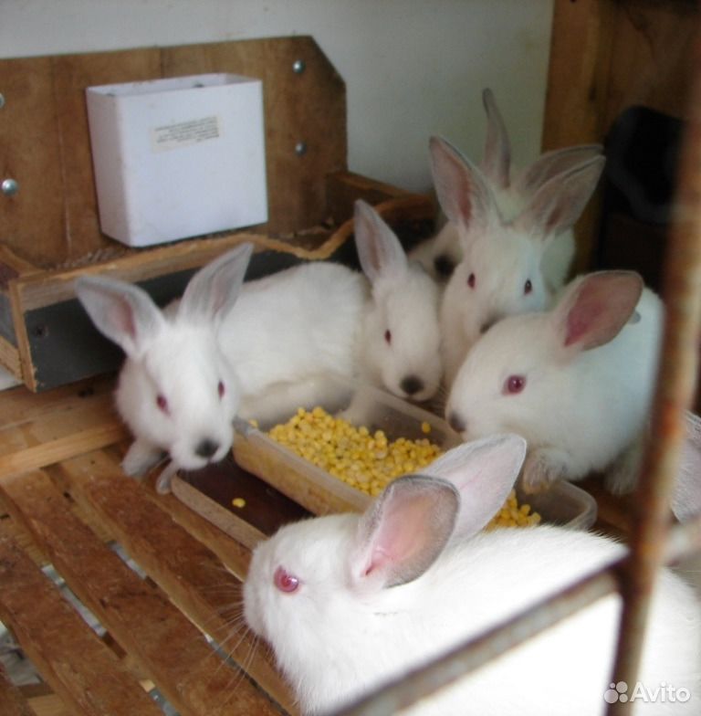 Кролики, молодняк купить на Зозу.ру - фотография № 7