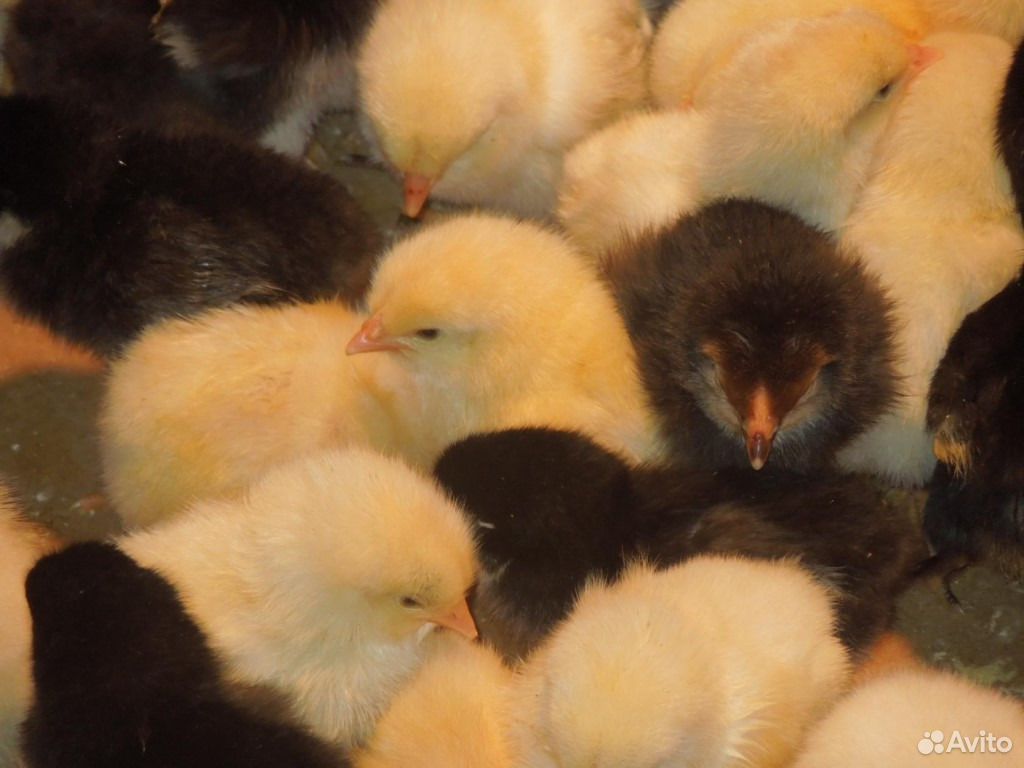 Цыплята суточные от домашних кур купить на Зозу.ру - фотография № 1