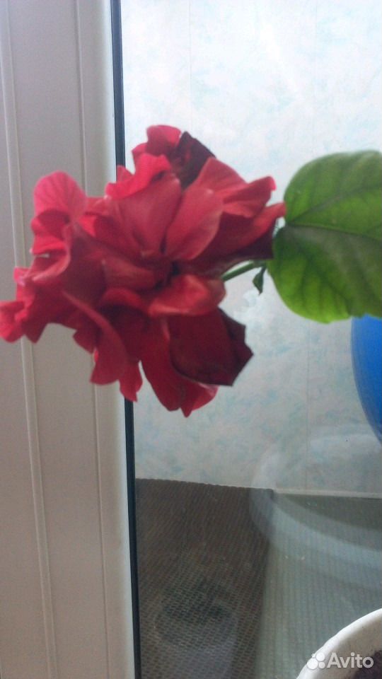 Розы комнатные купить на Зозу.ру - фотография № 4