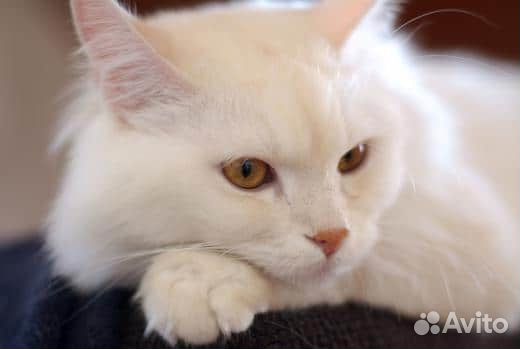 Белый ангорский котенок купить на Зозу.ру - фотография № 3