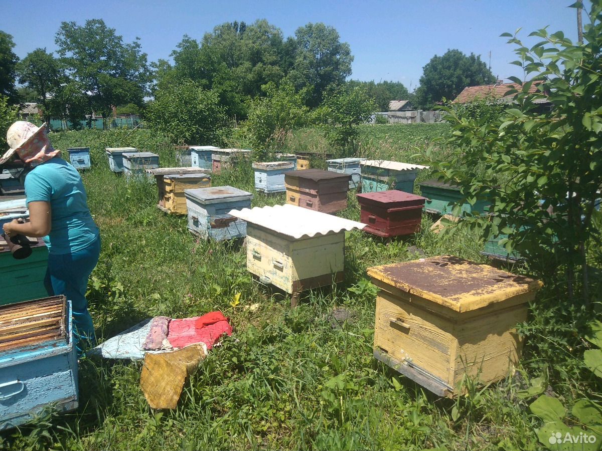 Продаю пчёл купить на Зозу.ру - фотография № 3