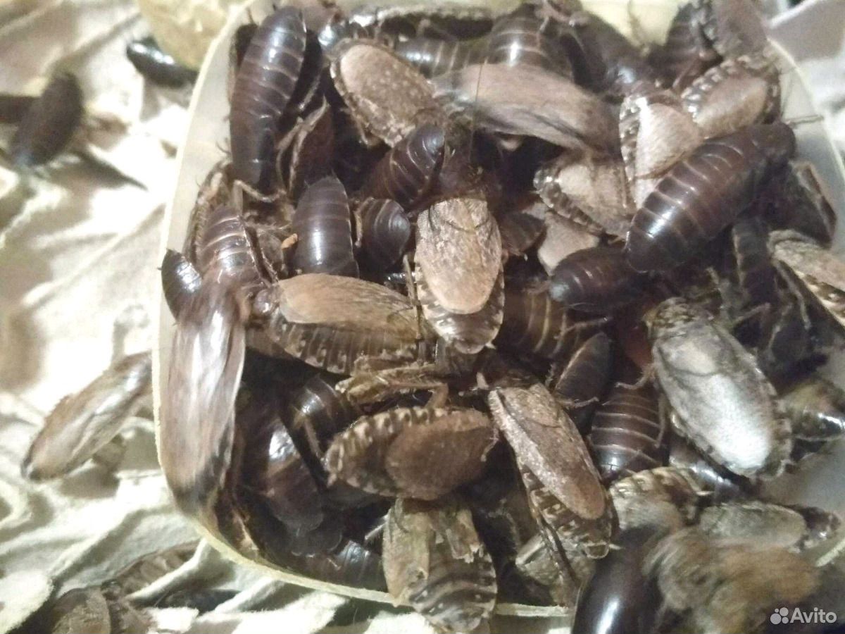 Мраморный таракан купить на Зозу.ру - фотография № 2