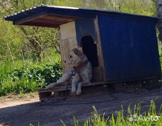Собака в хорошие руки купить на Зозу.ру - фотография № 3