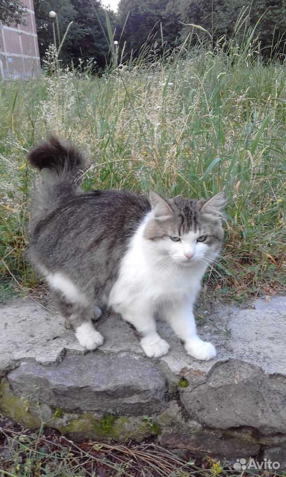Молодой, красивый котик ищет дом купить на Зозу.ру - фотография № 1