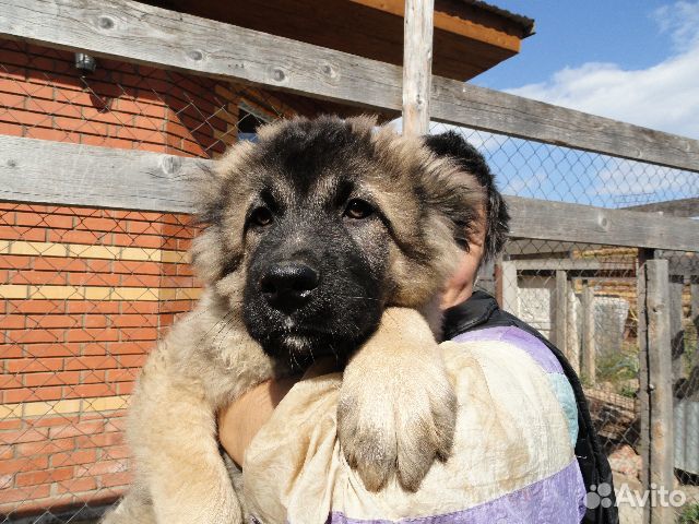 Щенки кавказской овчарки и взрослые собаки