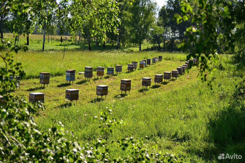 Мёд разнотравье (качка 2020) купить на Зозу.ру - фотография № 5