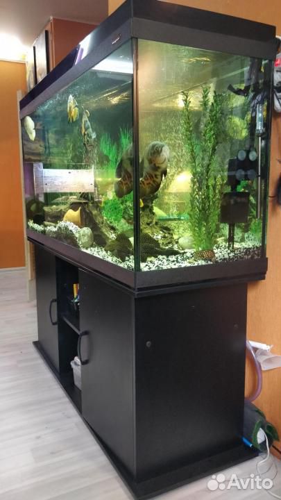 Продам аквариум ссб Аква 500 купить на Зозу.ру - фотография № 2
