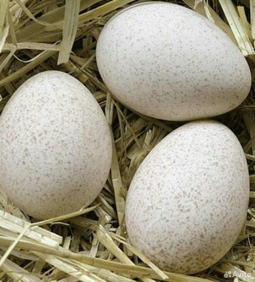 Инкубационное яйцо индейки белой широкогрудой купить на Зозу.ру - фотография № 1