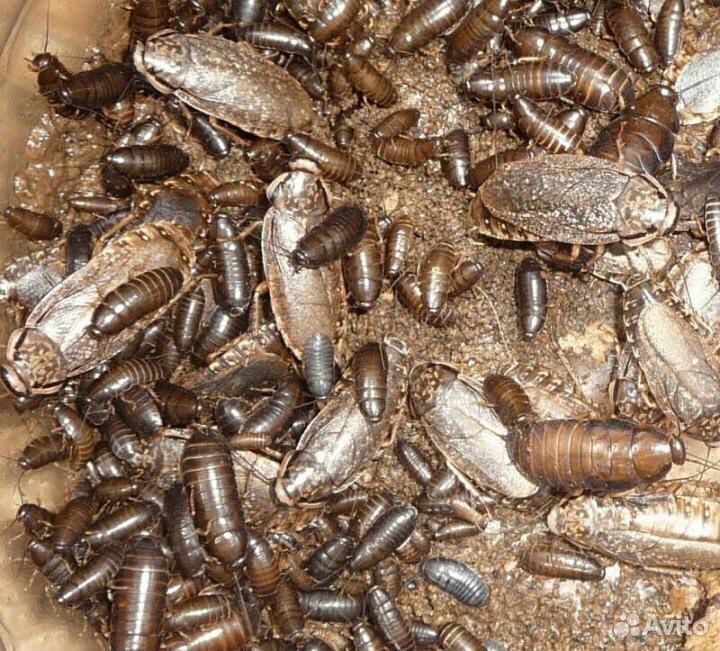Тараканы мраморные кормовые купить на Зозу.ру - фотография № 1