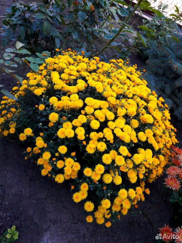 Цветы хризантемы купить на Зозу.ру - фотография № 1