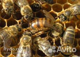 Пчёло семьи купить на Зозу.ру - фотография № 1