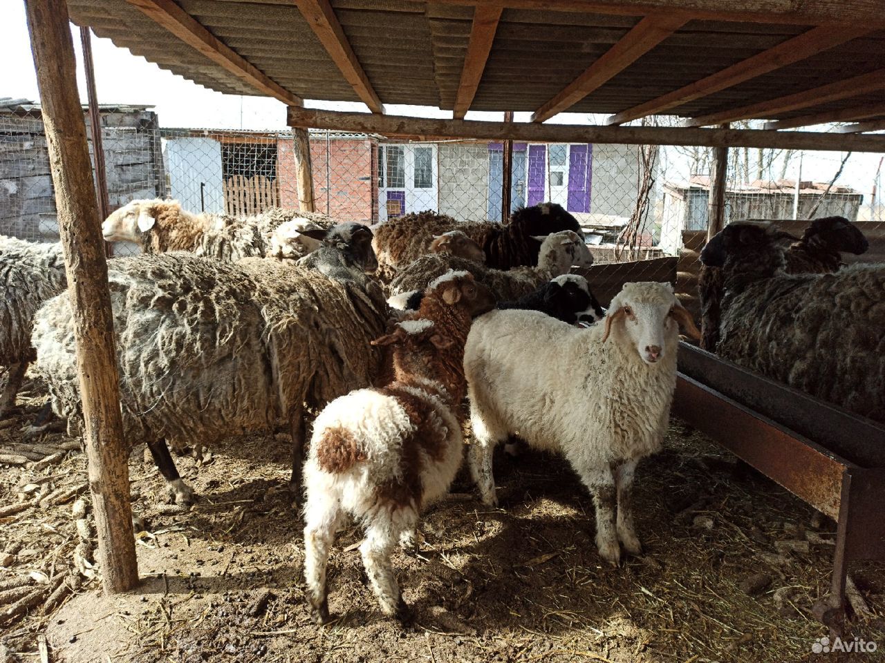 Овцы/бараны купить на Зозу.ру - фотография № 3