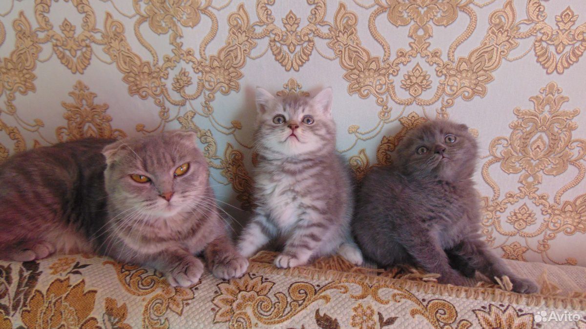 Продам котят купить на Зозу.ру - фотография № 4