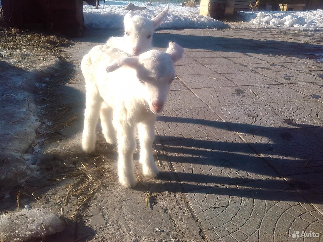 Козлик от высокоудойной козы купить на Зозу.ру - фотография № 4