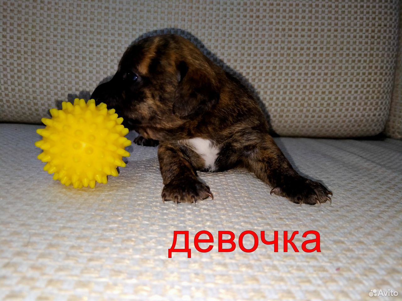 Продам щенков карликовой овчарки купить на Зозу.ру - фотография № 2