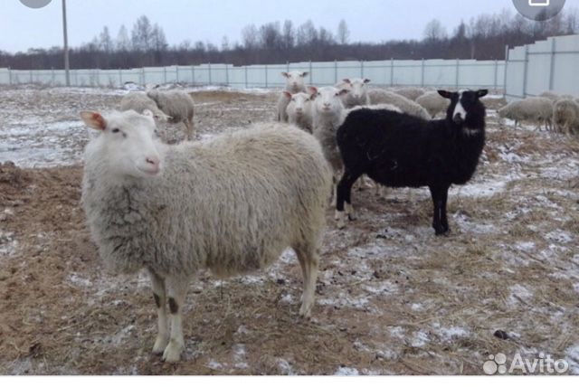 Продам овец породы - финский ландрас купить на Зозу.ру - фотография № 1