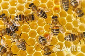Пчелосемьи (рута) Пасека "Урман" купить на Зозу.ру - фотография № 1