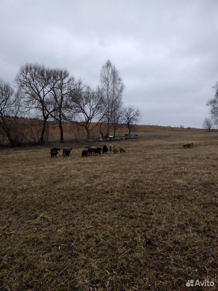 Овцы купить на Зозу.ру - фотография № 9