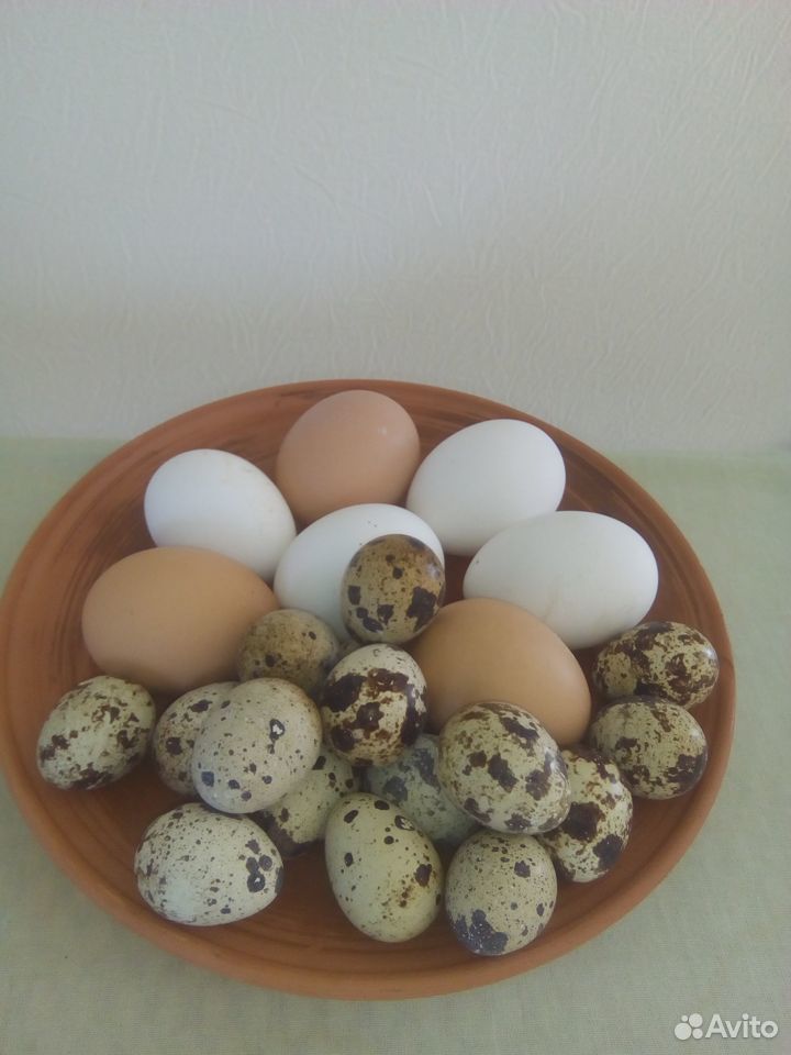 Яйца инкубационные перепелиные и куриные купить на Зозу.ру - фотография № 1