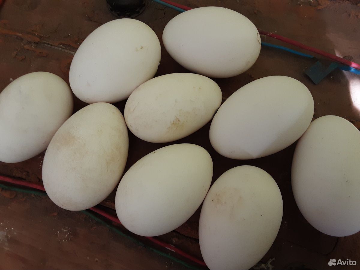 Гусинные яйца купить на Зозу.ру - фотография № 3