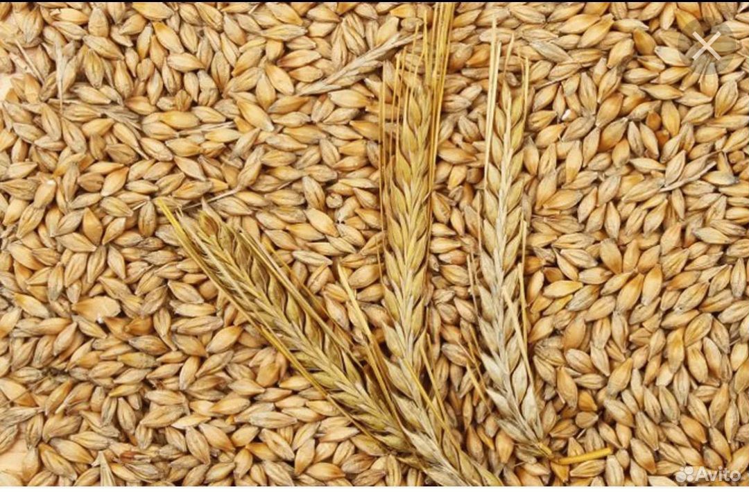 Ячмень, пшеница купить на Зозу.ру - фотография № 1