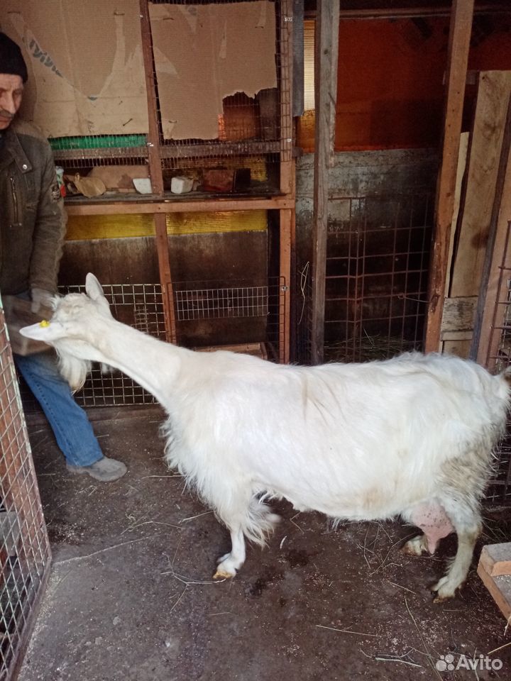 Продам дойную козу с козлятами купить на Зозу.ру - фотография № 2