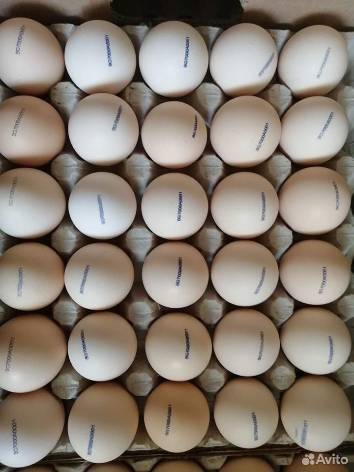 Инкубационное яйцо с/х птицы купить на Зозу.ру - фотография № 1