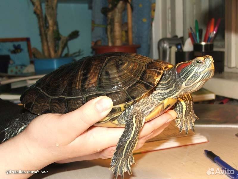 Черепаха красноухая купить на Зозу.ру - фотография № 3