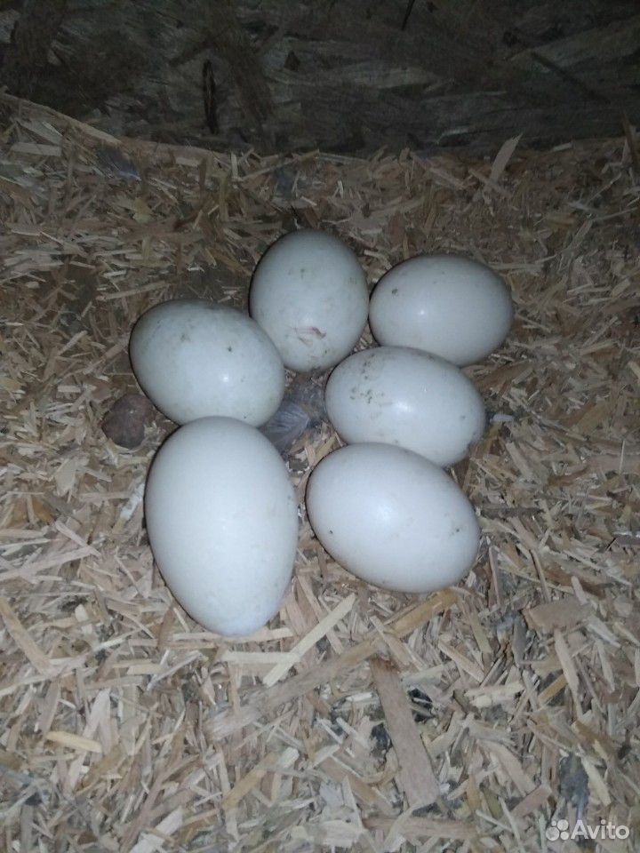 Инкубационное яйцо утки, индоутки купить на Зозу.ру - фотография № 2