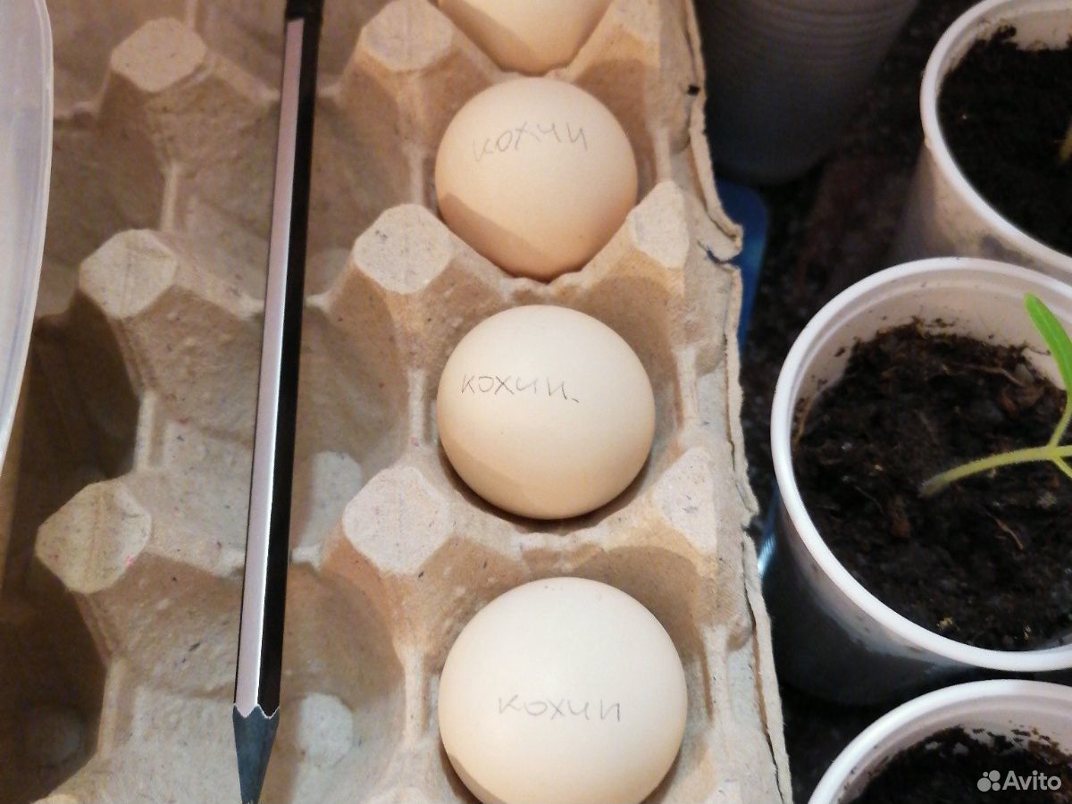 Яйцо на инкубацию купить на Зозу.ру - фотография № 2
