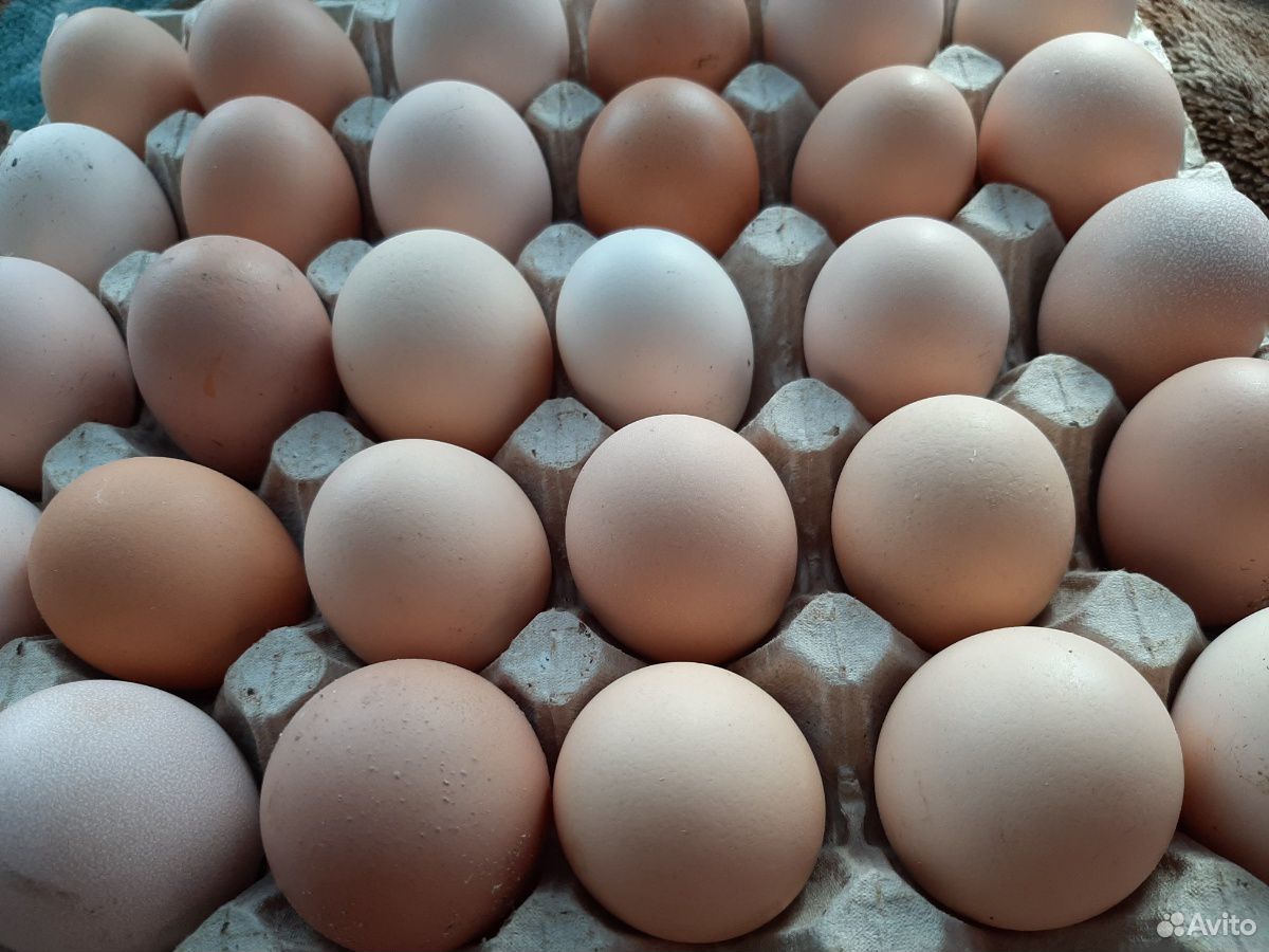 Петухи и инкубационное яйцо купить на Зозу.ру - фотография № 2