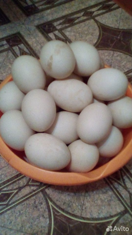 Яйца индоутки инкубационные купить на Зозу.ру - фотография № 1