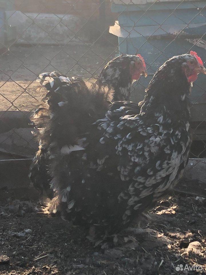 Цыплята чистопородных кур купить на Зозу.ру - фотография № 3