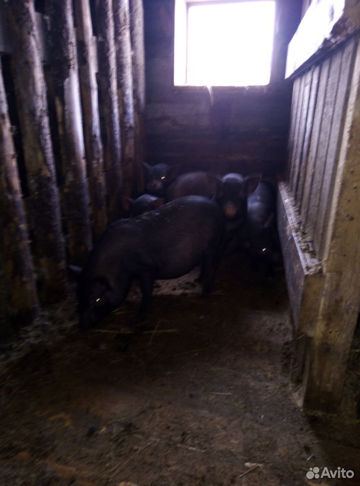 Козлик 3,5 мес. Вьетнамский свиньи купить на Зозу.ру - фотография № 2