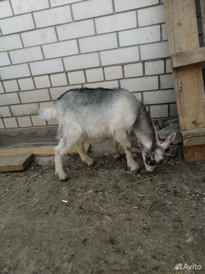 Коза купить на Зозу.ру - фотография № 2