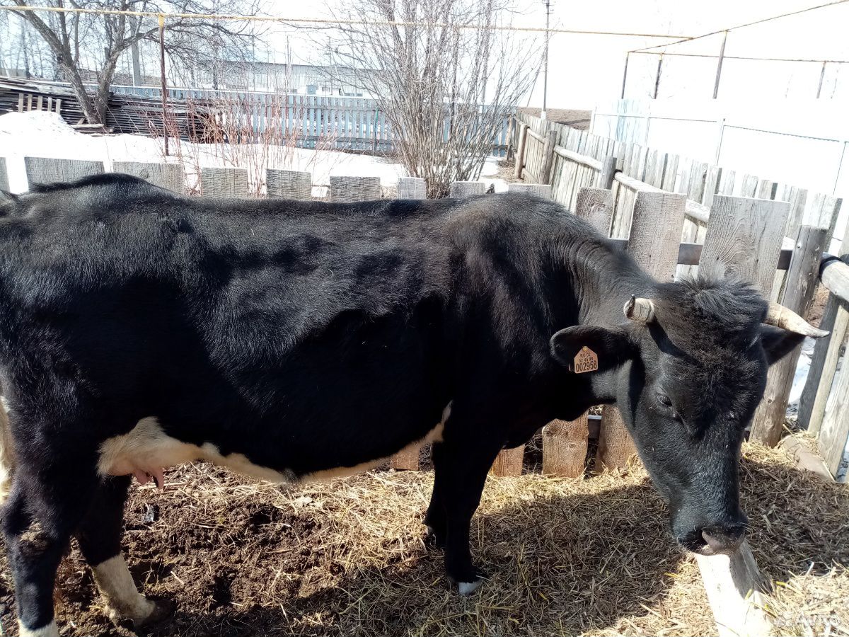 Продаётся корова третьего отёла, чёрно-пёстрой пор купить на Зозу.ру - фотография № 1