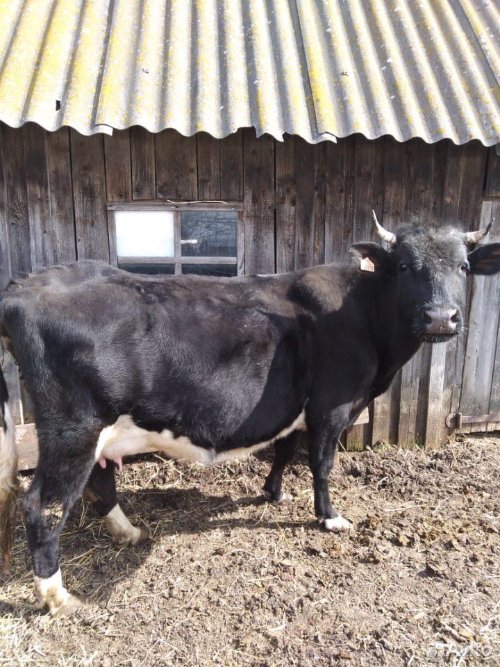 Продаётся корова третьего отёла, чёрно-пёстрой пор купить на Зозу.ру - фотография № 3