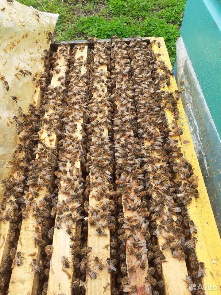 Продам 30 пчелосемей купить на Зозу.ру - фотография № 2